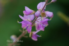 Uraria rufescens